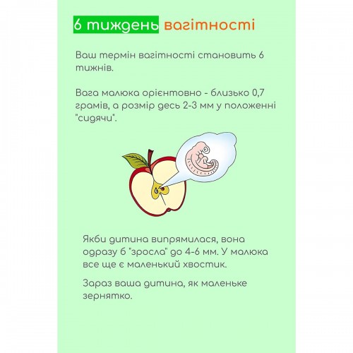 Шостий тиждень вагітності. Гайд