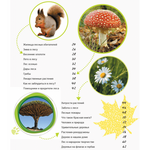Книга Жизнь леса Видавництво Ранок 6+ лет 296041